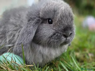 Mini Lop rabbits PURE MINI LOP BUNNIES ( All COLOURS) - Advert 5