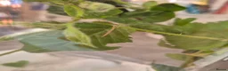 Stick Insects invertebrates for sale: Baby Indian Stick Insects in Scarborough - Advert 4