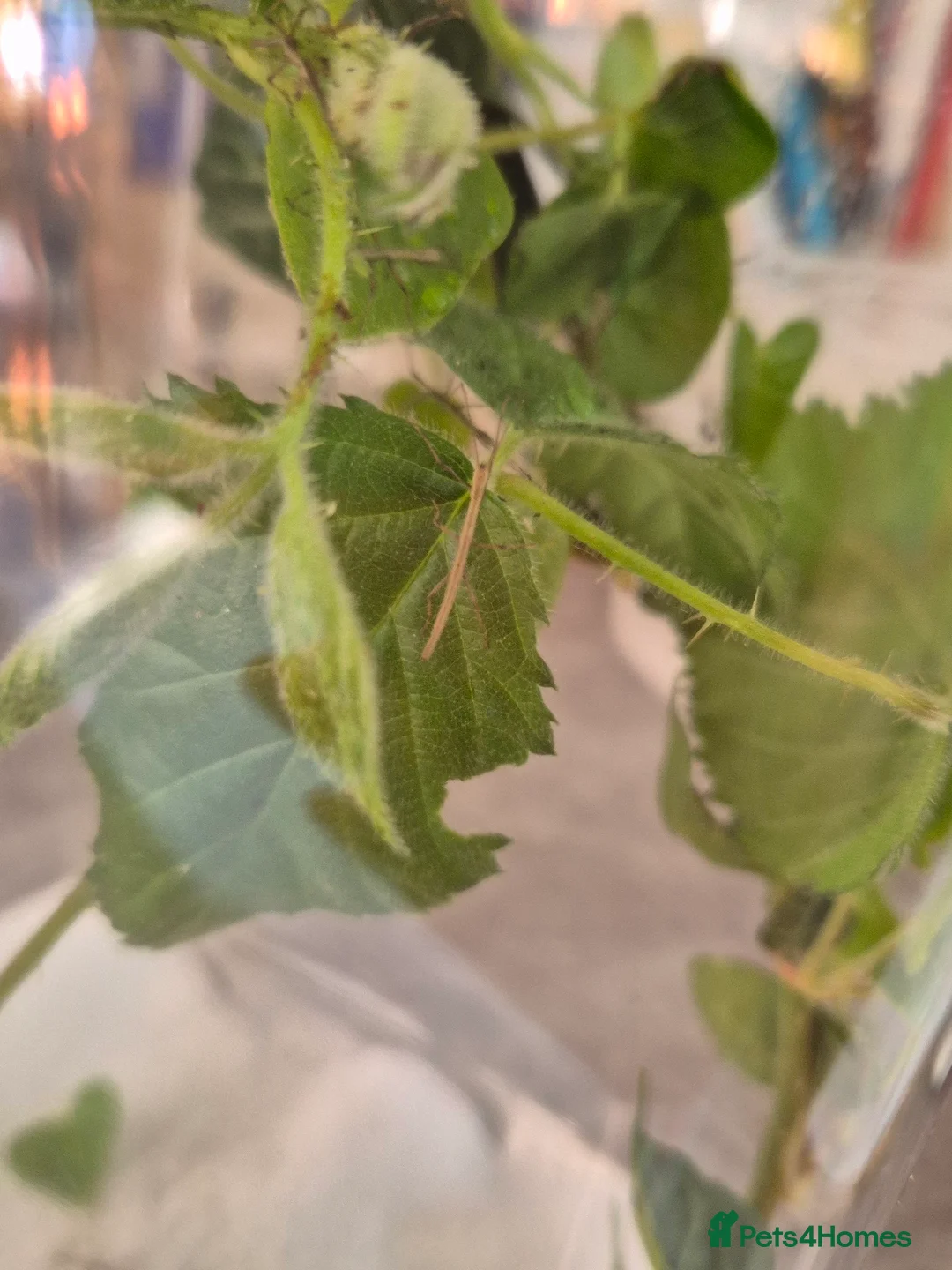 Stick Insects invertebrates for sale: Baby Indian Stick Insects in Scarborough - Advert 4