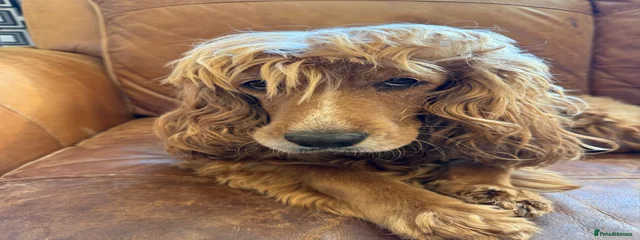Juno