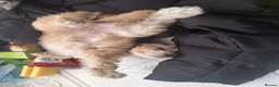 Cockapoo dogs for sale: Cockapoo - Advert 2