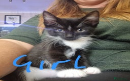 Mixed Breed cats for sale: 3 Black and White kittens for sale - Image 3