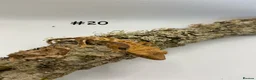 Gecko reptiles for sale: Adult, Juvenile and Lilly White Crested Geckos - Advert 39