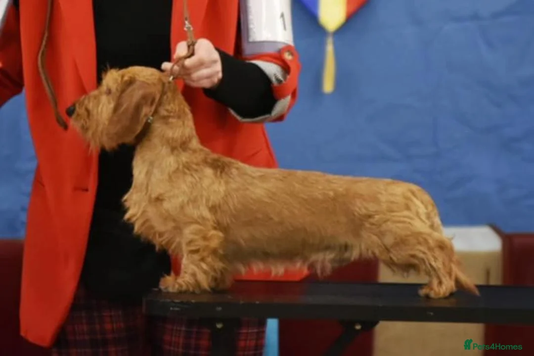 Miniature Dachshund dogs for stud: UK Champion - IDVV 0 scored – Available at Stud - Advert 1