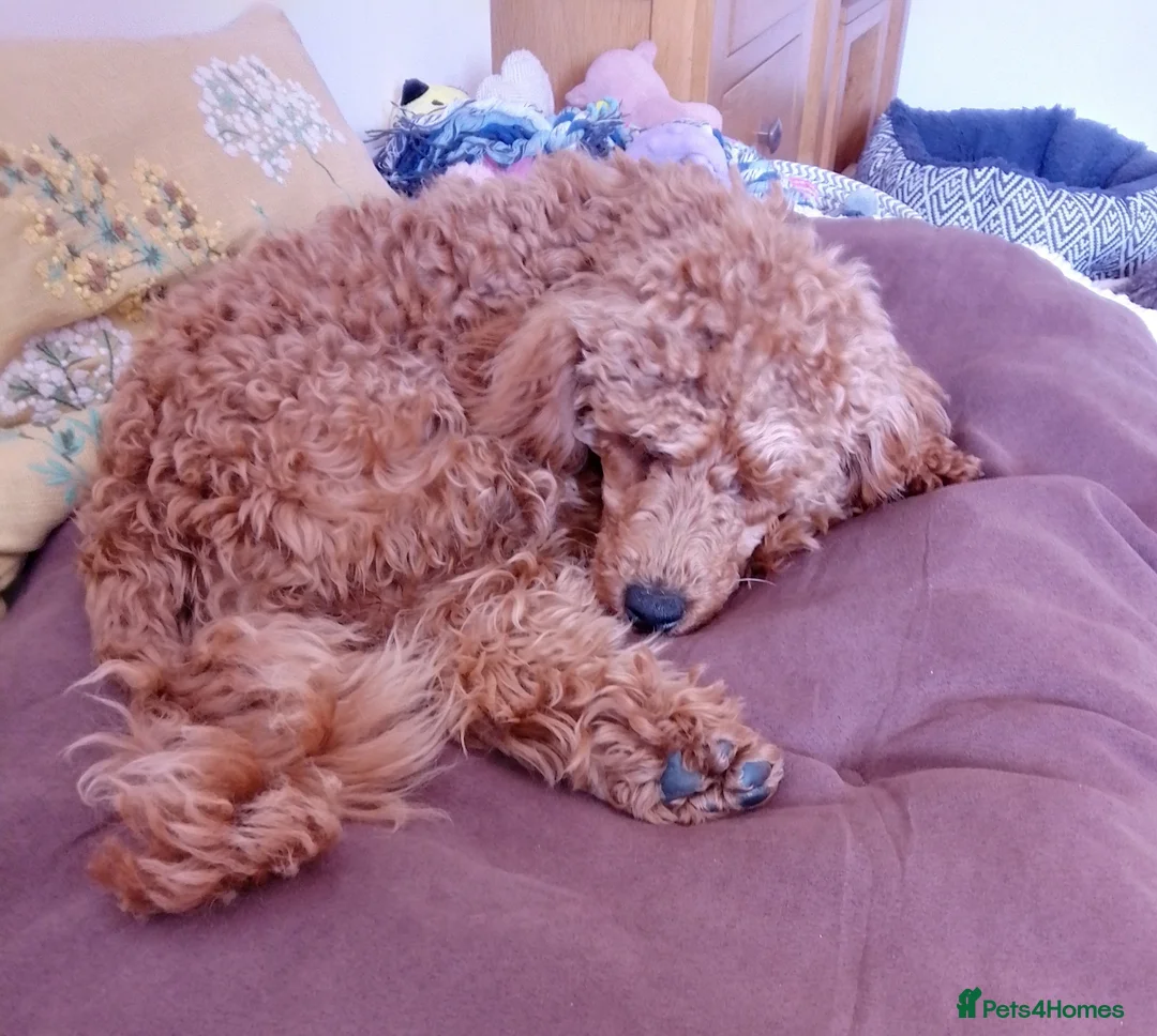 Toy Poodle dogs for sale: Toy poodle  - Advert 2