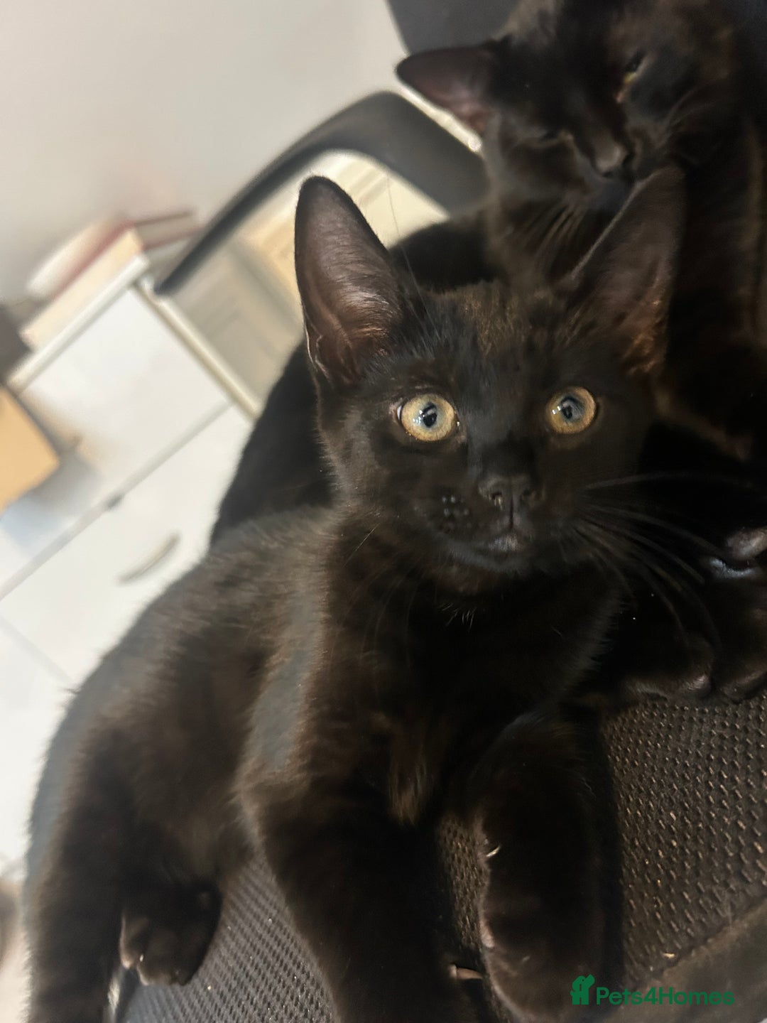 Mixed Breed cats for sale: 12wk Male Kitten – Bengal x British Shorthair - Advert 3