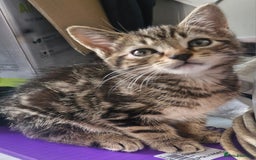 Mixed Breed cats for sale: 🐾✨️Fluffy Tabby and Littermates - Image 2