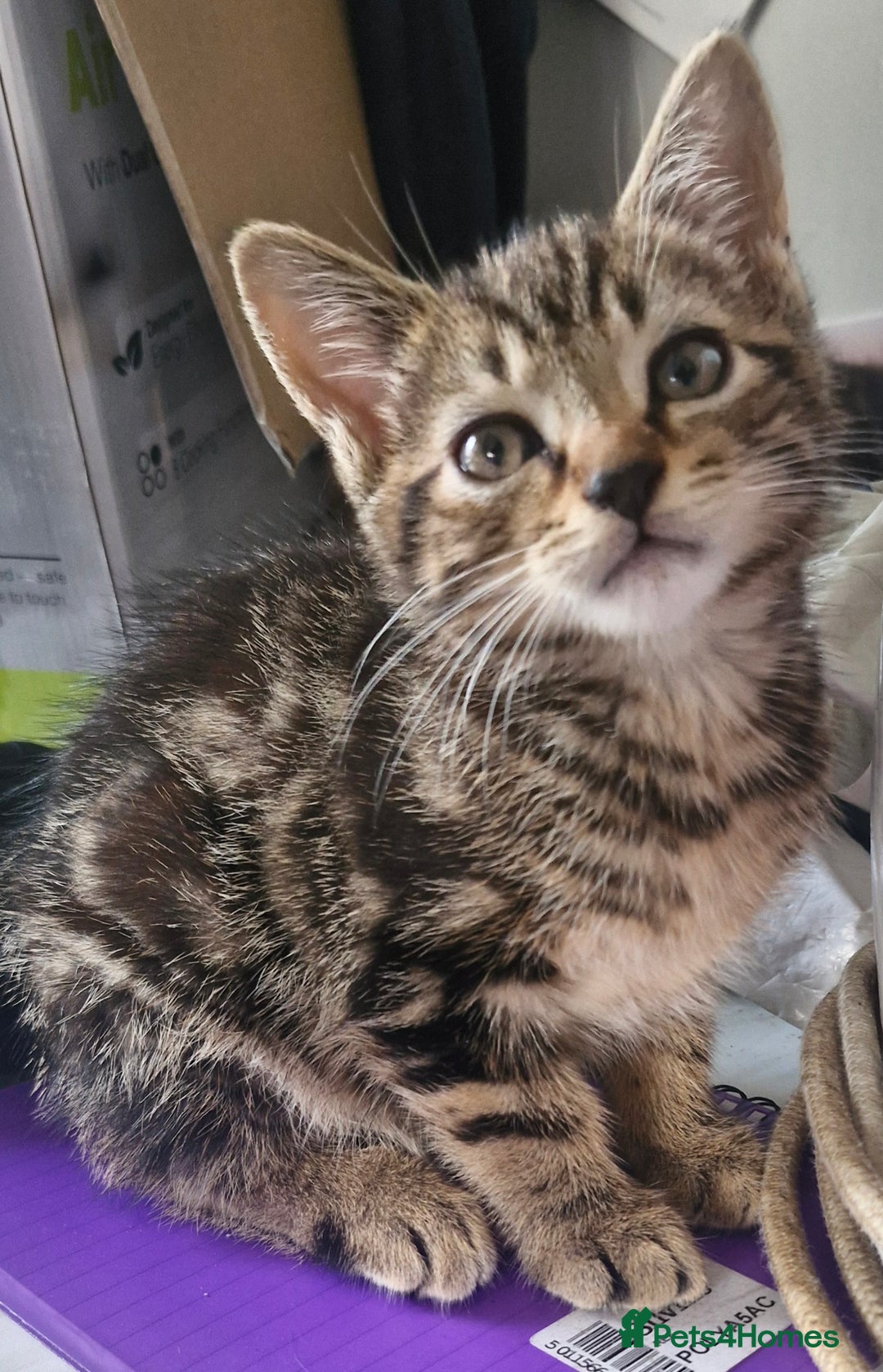 Mixed Breed cats for sale: 🐾✨️Fluffy Tabby and Littermates - Image 2