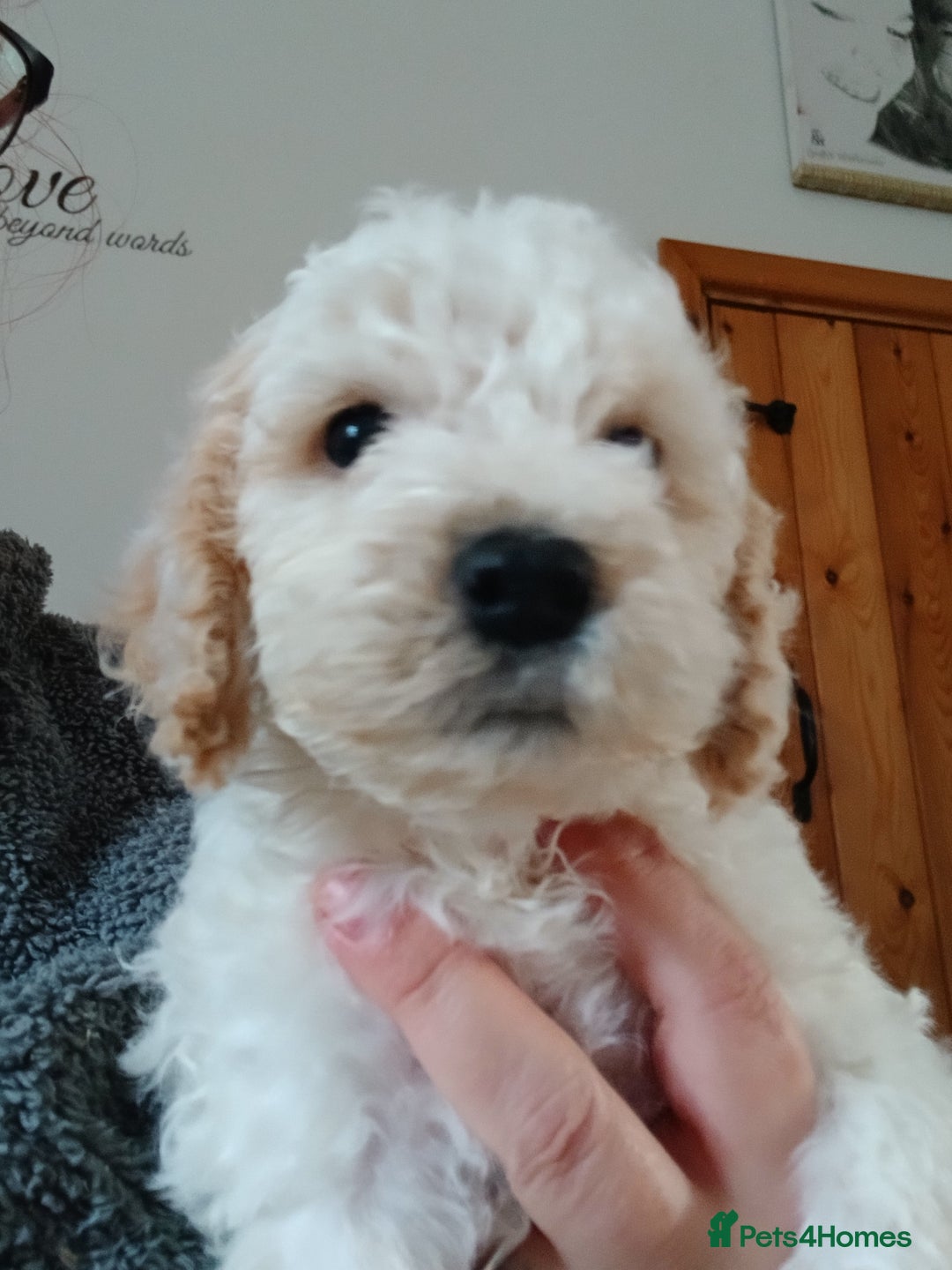Cockapoo dogs for sale: Cockapoo puppies  - Image 2