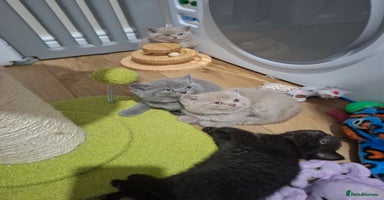 British Shorthair cats in Swadlincote - Advert 9