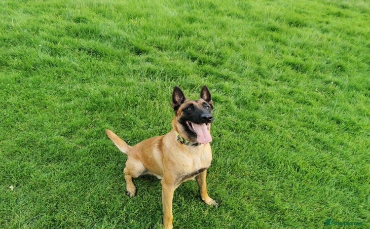 Belgian Shepherd Dog dogs in Rugby - Advert 1