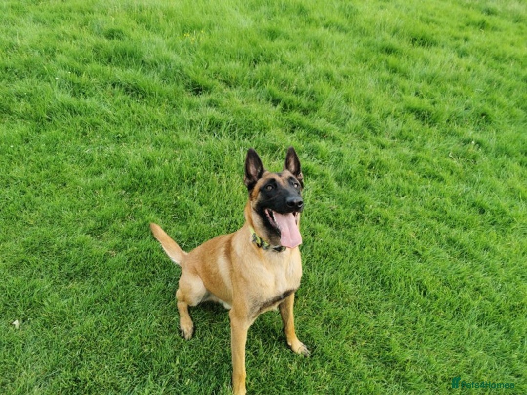 Belgian Shepherd Dog dogs for stud: KC, PURE Malinois Stud: Health Tested. Proven  in Rugby - Image 1