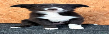 Border Collie 6
