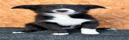 Border Collie dogs for sale: Stubleywood Border Collies - Advert 18
