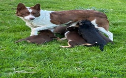 Mixed Breed dogs for sale: Collie X Kelpie puppies - Image 11