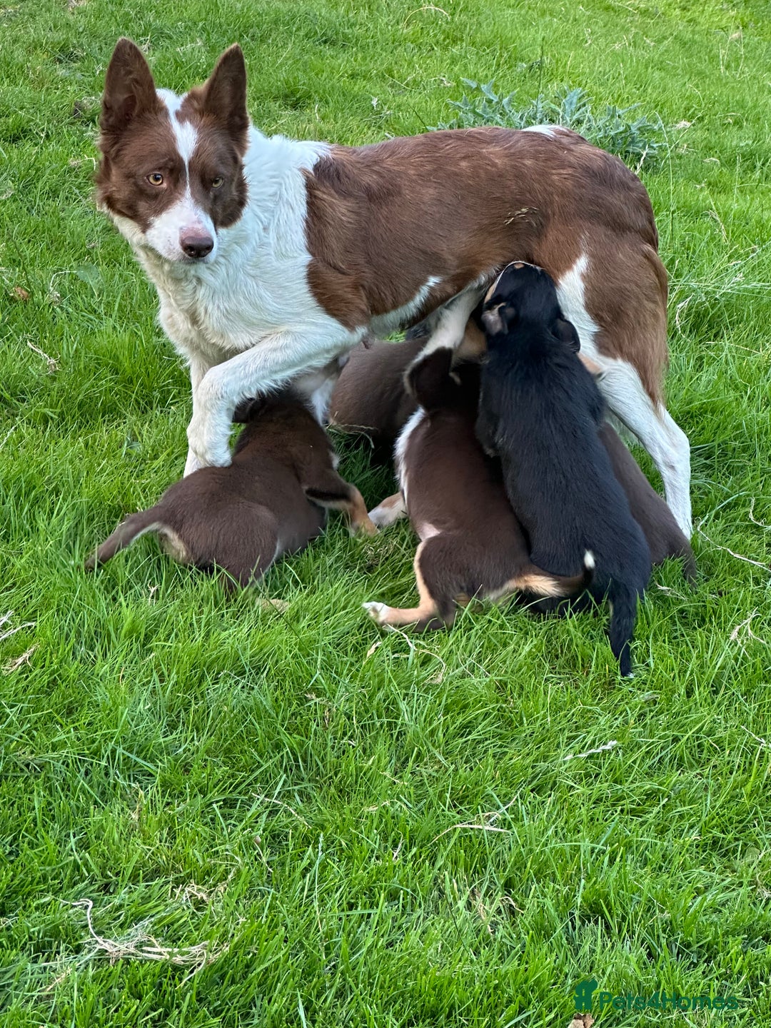 Mixed Breed dogs for sale: Collie X Kelpie puppies - Image 11