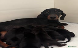 Miniature Dachshund dogs for sale: 4 adorable KC reg boys looking for forever sofas😍 - Image 6
