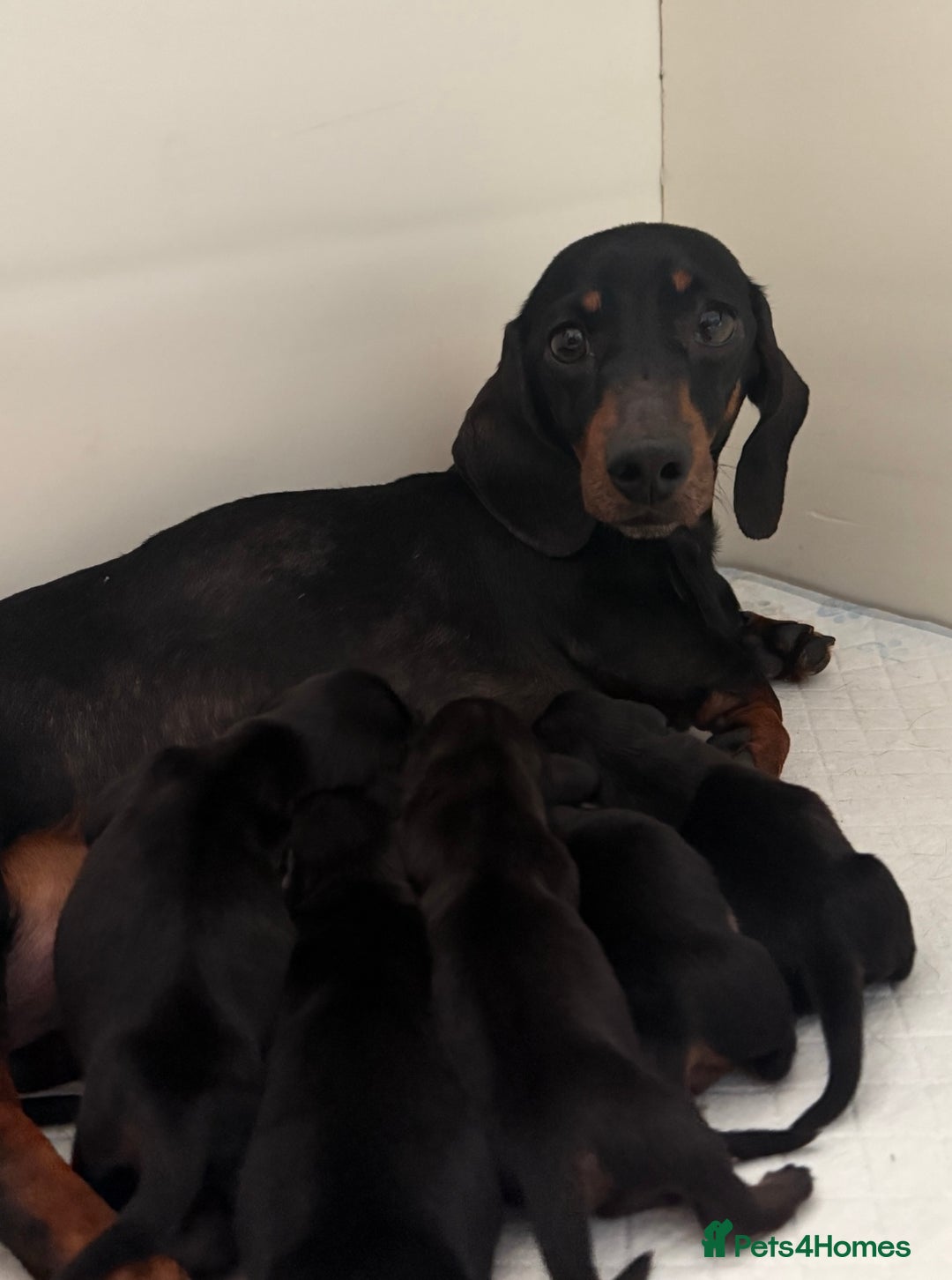 Miniature Dachshund dogs for sale: 4 adorable KC reg boys looking for forever sofas😍 - Image 6