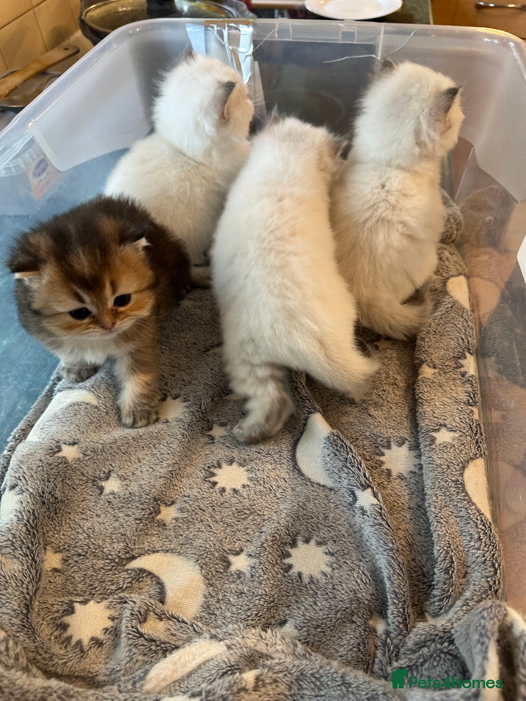 British Longhair cats for sale: Stunning British Longhair Kittens Ready to collect - Image 29