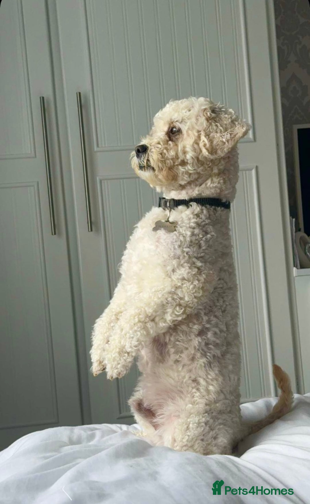 Cavapoo dogs for stud: Gorgeous F1 Cavapoo for stud - Image 15