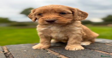 Cockapoo dogs - Advert 8