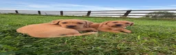 Labrador Retriever dogs for sale: Ready now Red Labrador puppies  - Advert 7