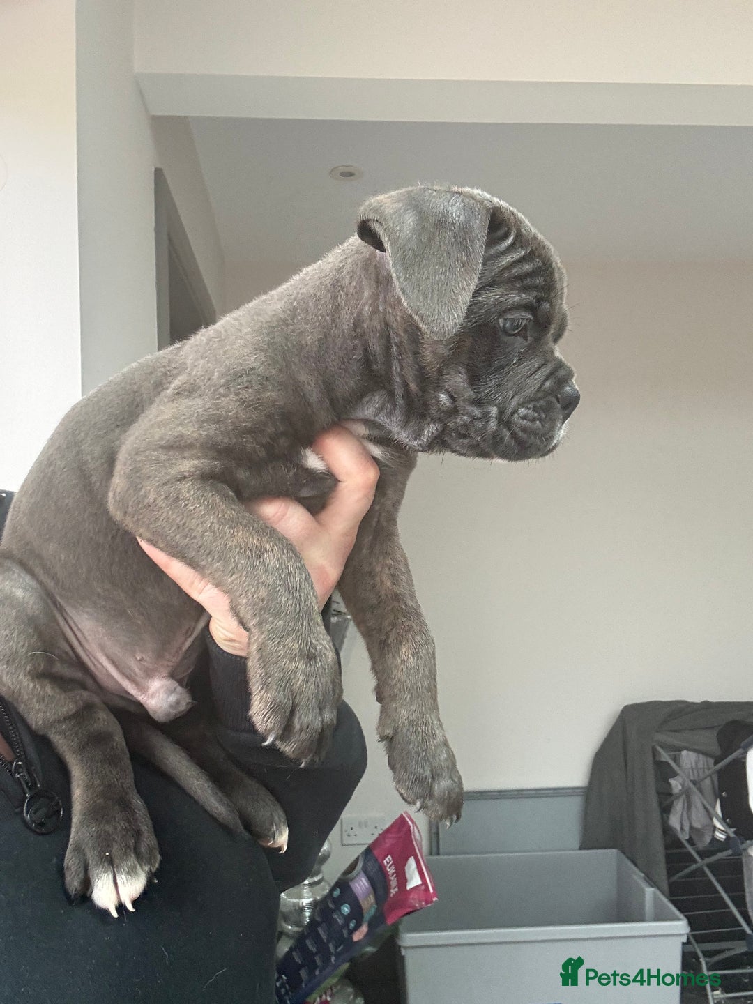 Mixed Breed dogs for sale: canó corso cross british bulldog stunning colours  - Image 6