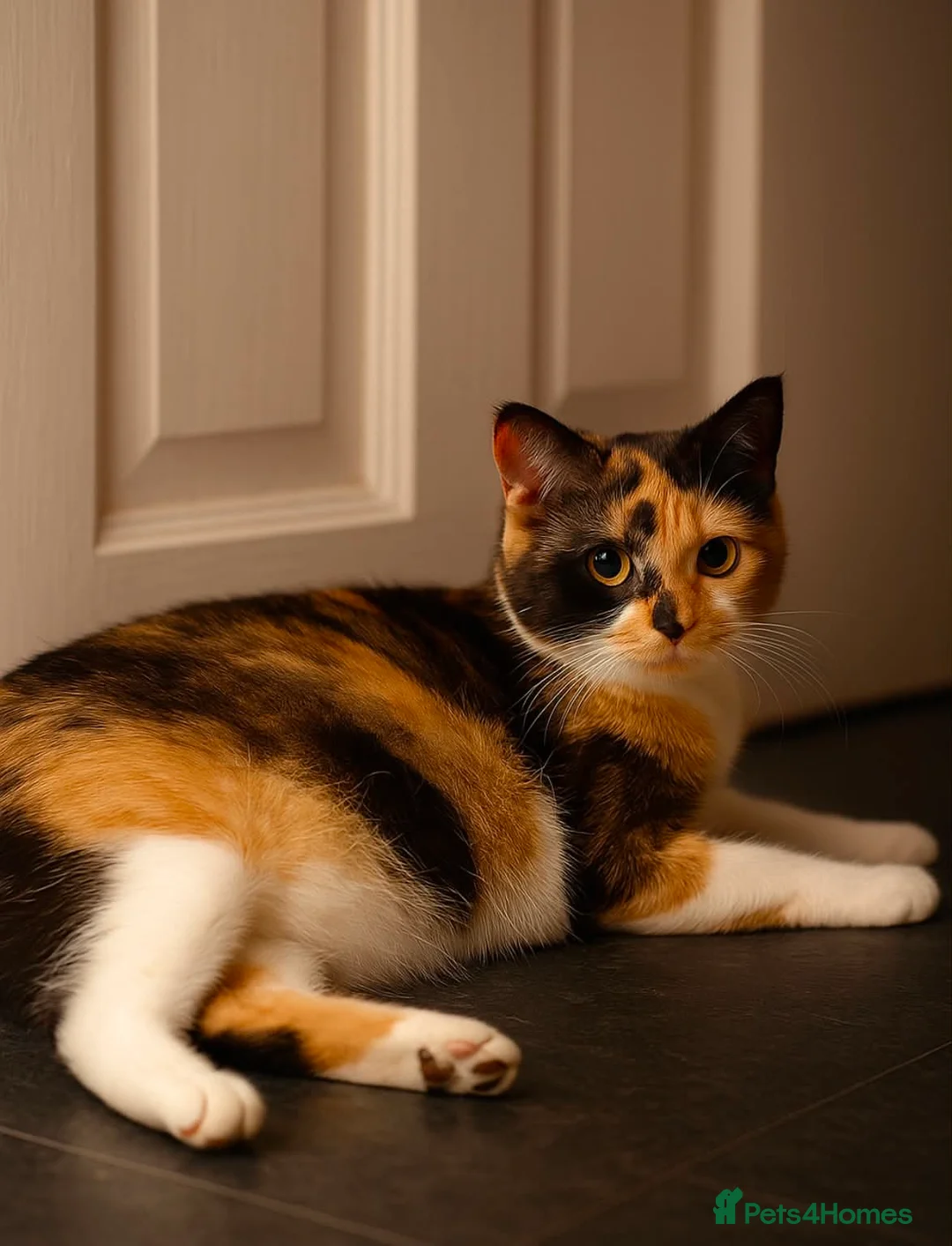 Mixed Breed cats for sale: Bsh x in Carmarthen - Advert 1