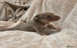 French Bulldog dogs for sale: Isabella & lilac & tan chunky frenchies - Advert 22