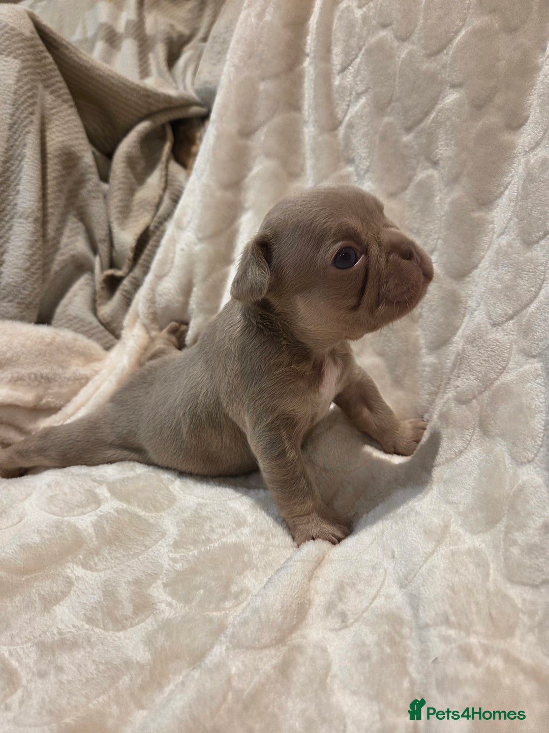 French Bulldog dogs for sale: Isabella & lilac & tan chunky frenchies - Advert 22