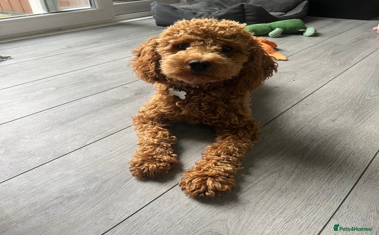 Cavapoo dogs - Advert 1