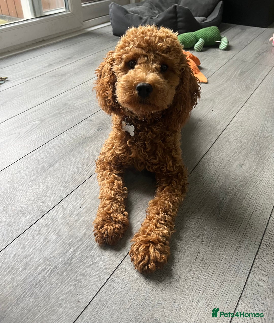 Cavapoo dogs for sale: Male Cavapoo for Sale - Image 1