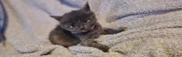 Mixed Breed cats for sale: 4 beautiful kittens for sale in Brighton - Advert 10