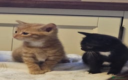 British Shorthair cats for sale: 2 stunning tabby cats  - Image 1
