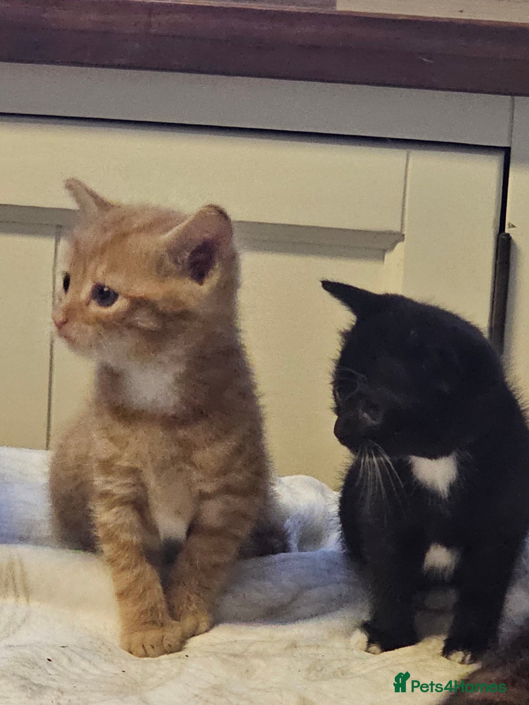 British Shorthair cats for sale: 2 stunning tabby cats  - Image 1