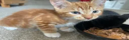 Domestic Shorthair cats for sale: Four beautiful kittens 9 weeks, READY TO GO! - Advert 24