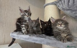 Maine Coon cats for sale: TICA REGISTERED MAINE COON KITTENS - Image 3