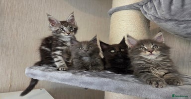 Maine Coon cats - Advert 1