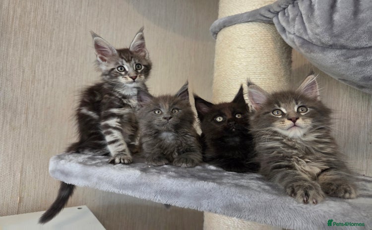 Maine Coon cats - Advert 14