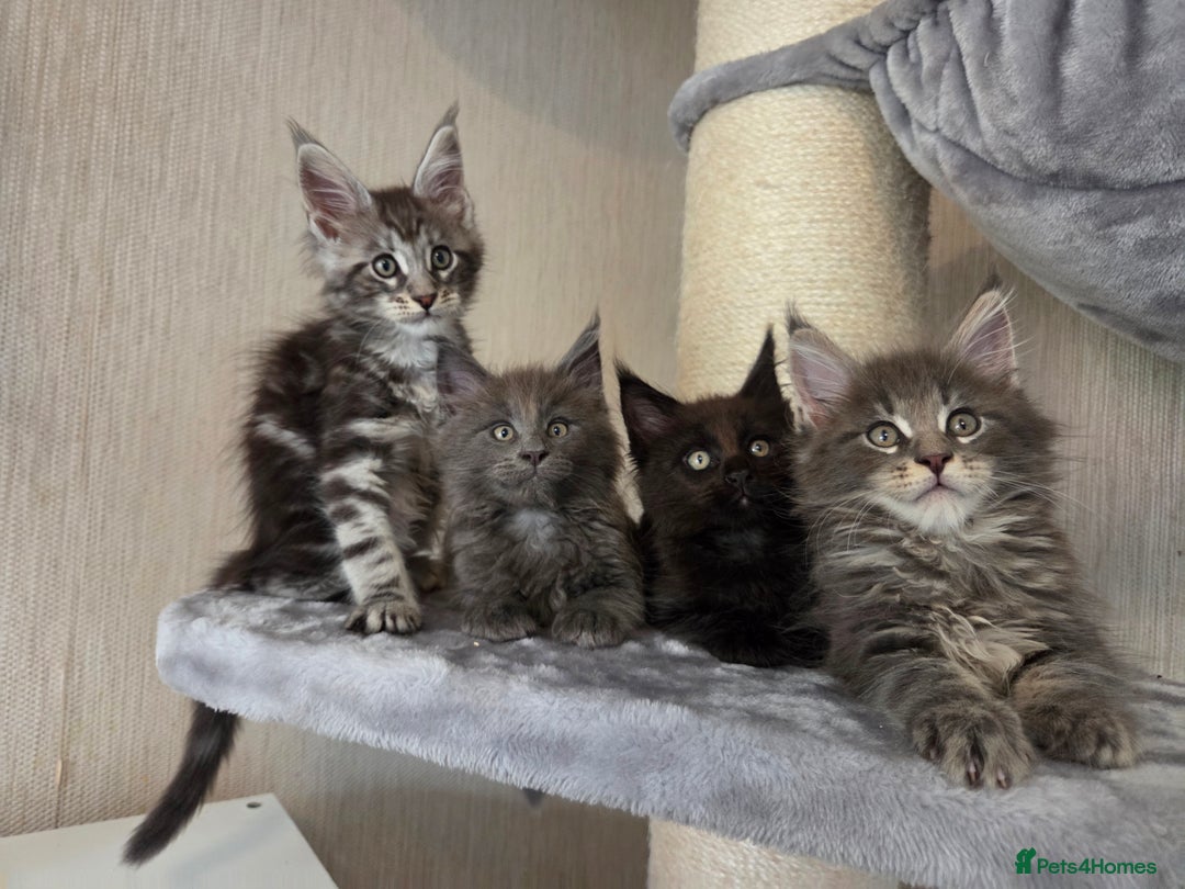 Maine Coon cats for sale: TICA REGISTERED MAINE COON KITTENS - Image 3