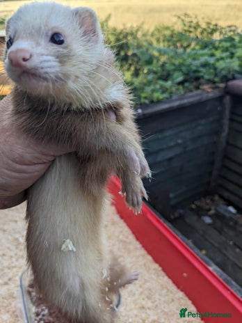 Ferret rodents - Advert 19