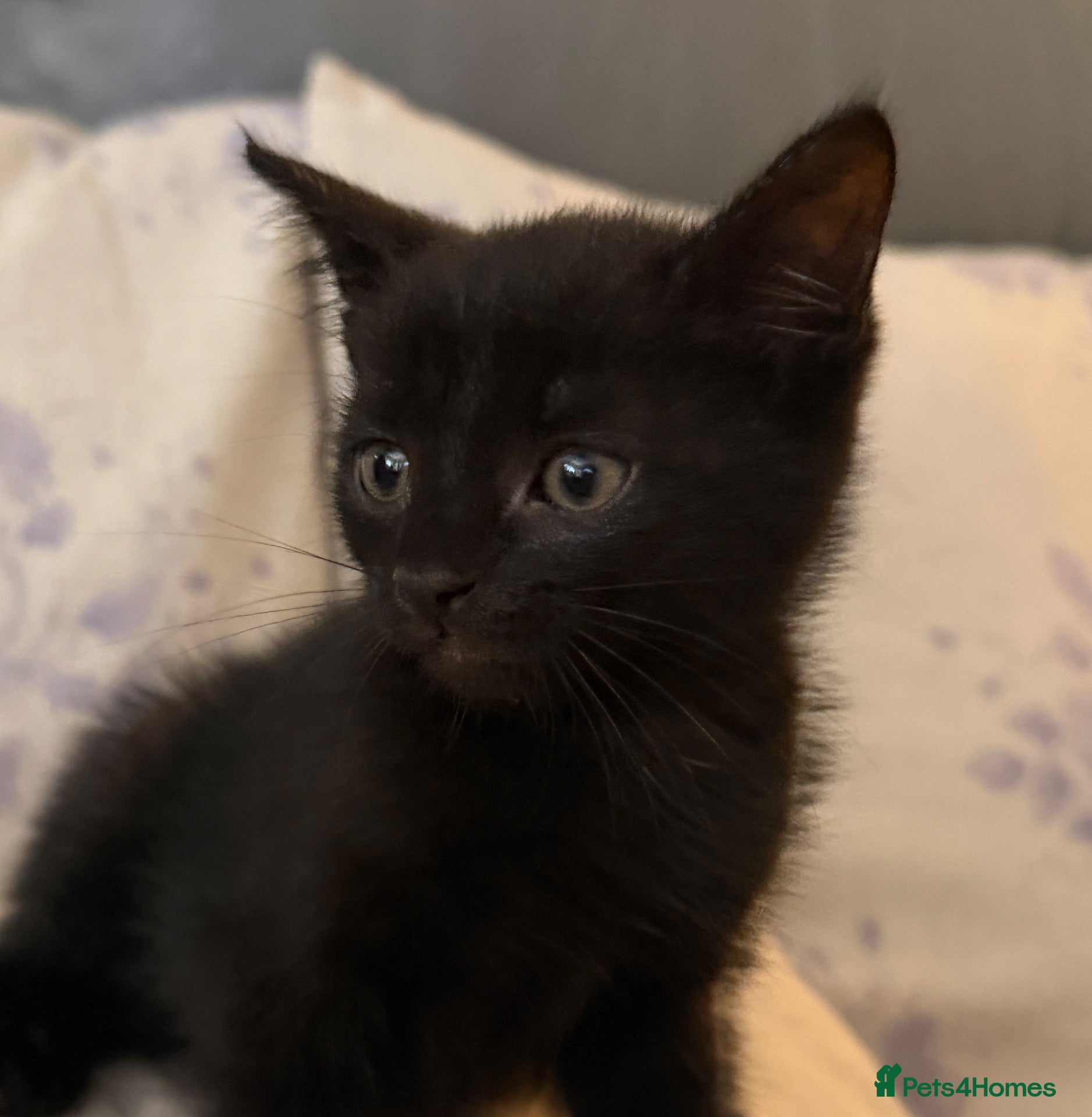 Mixed Breed cats Kitten last one available  - Advert 14