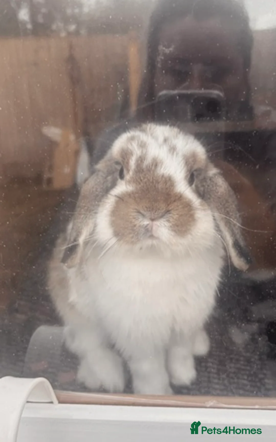 Mini Lop rabbits for sale: 1 and half year old mini lop - Advert 2