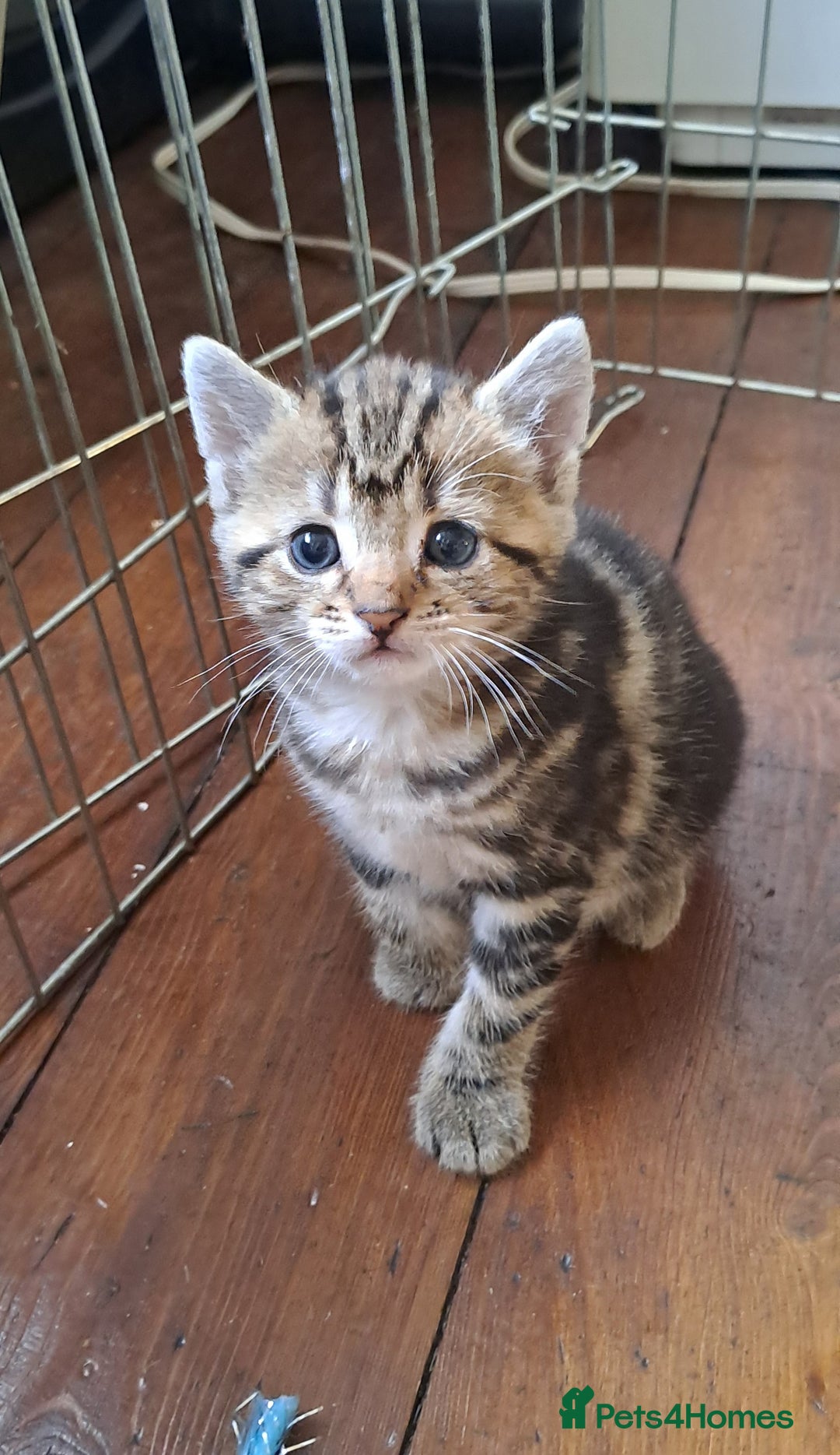 British Shorthair cats for sale: Tabby Female, White Tabby Male Kittens 4wks old - Image 1
