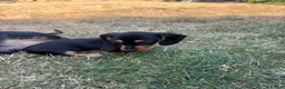 Miniature Dachshund dogs for sale: Stunning Miniature dachshund - Advert 5