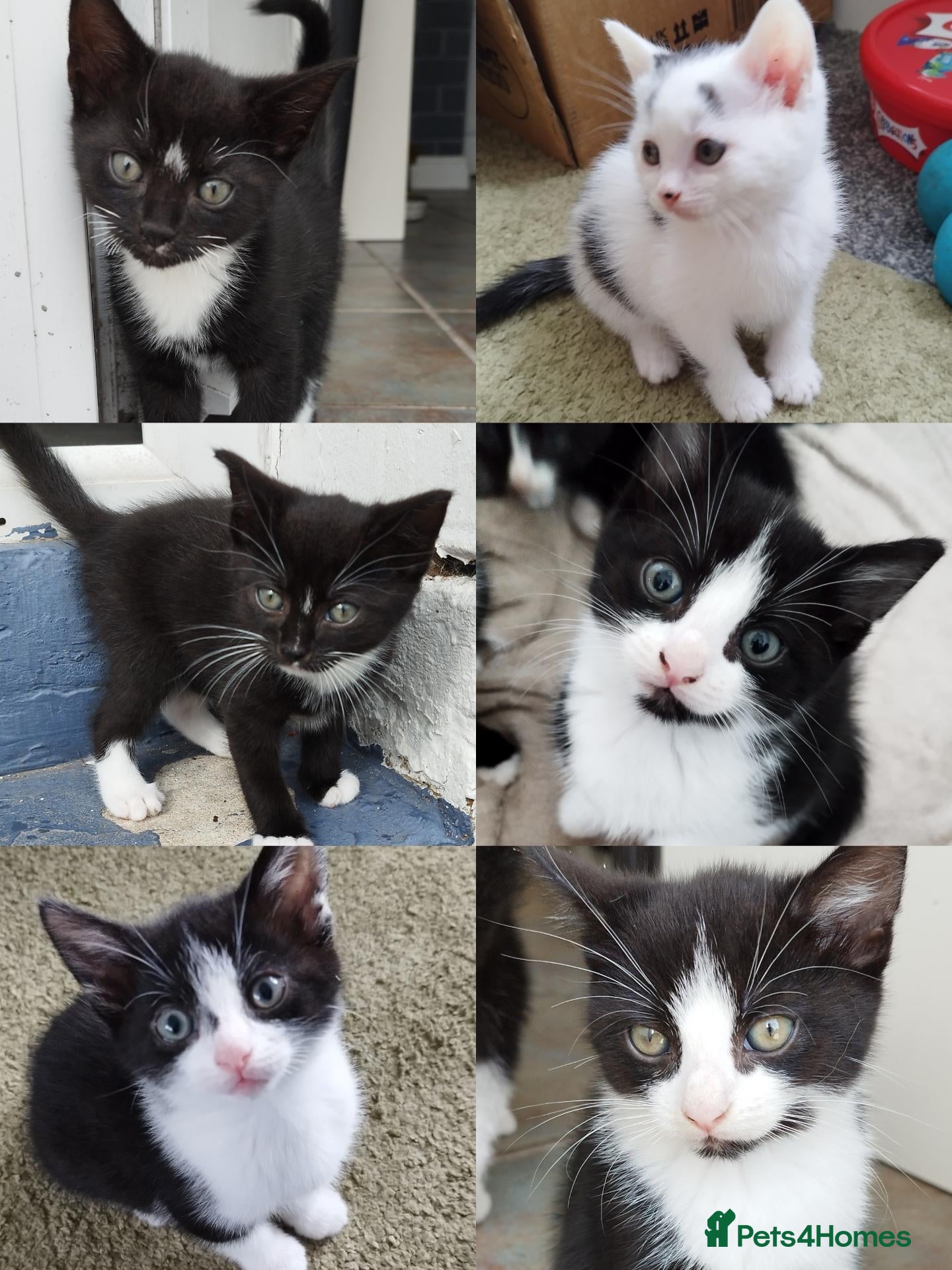 Mixed Breed cats Tuxedo black and white kittens - Advert 11