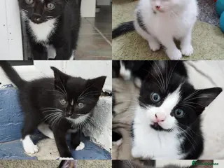 Mixed Breed cats Tuxedo black and white kittens - Advert 11