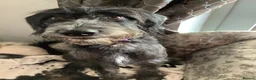 Mixed Breed dogs for sale: Good home sought  - Advert 1