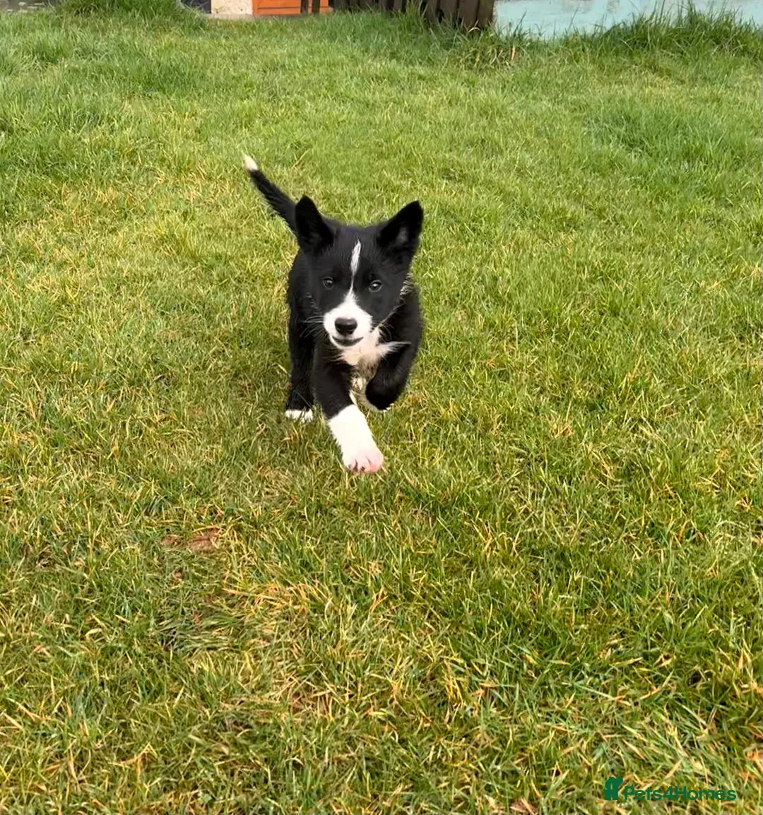 Border Collie dogs for sale: Gorgeous border collie puppies for sale  - Advert 11