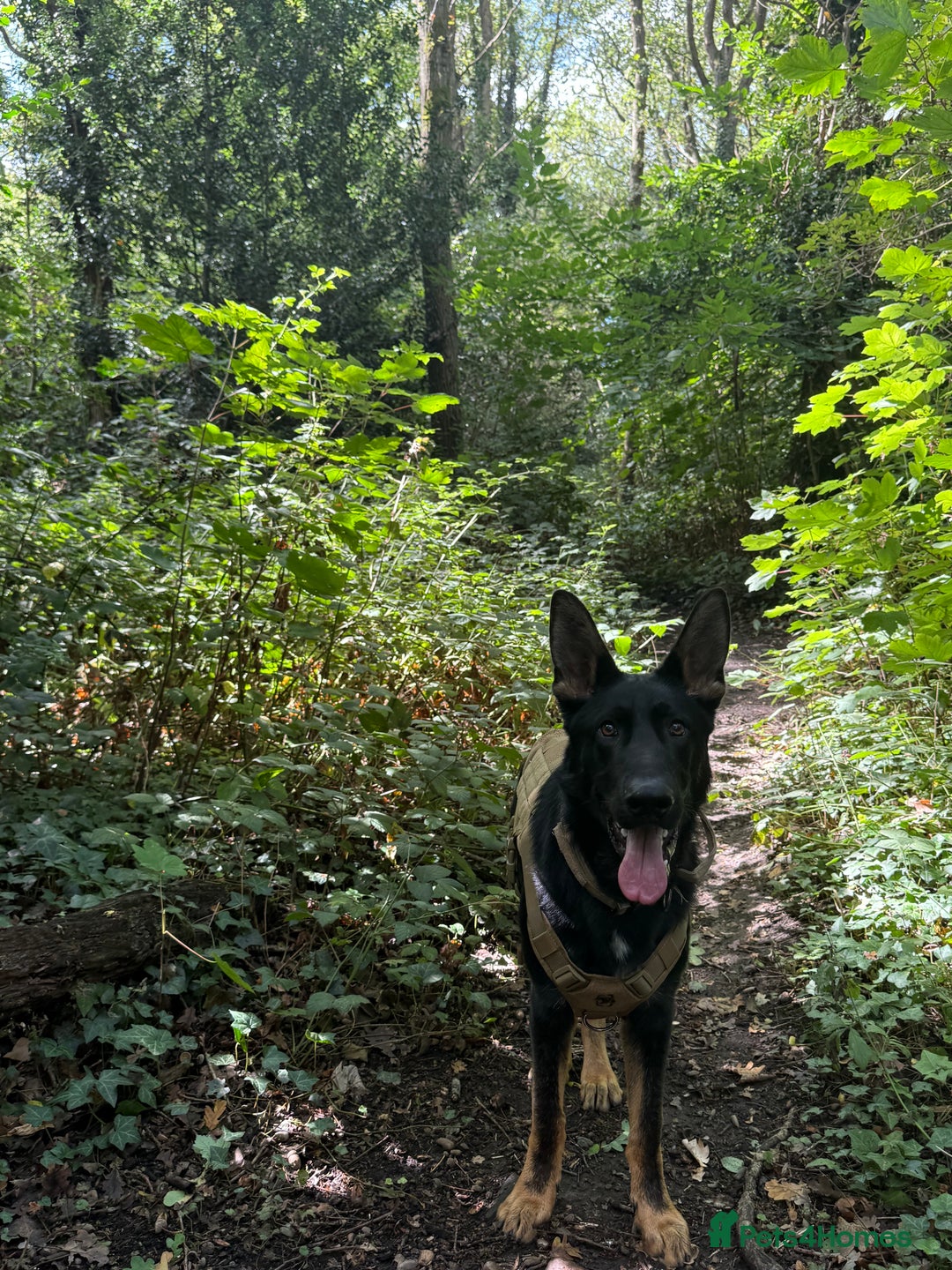 German Shepherd dogs for sale: Rocco is looking for a new home  - Advert 6